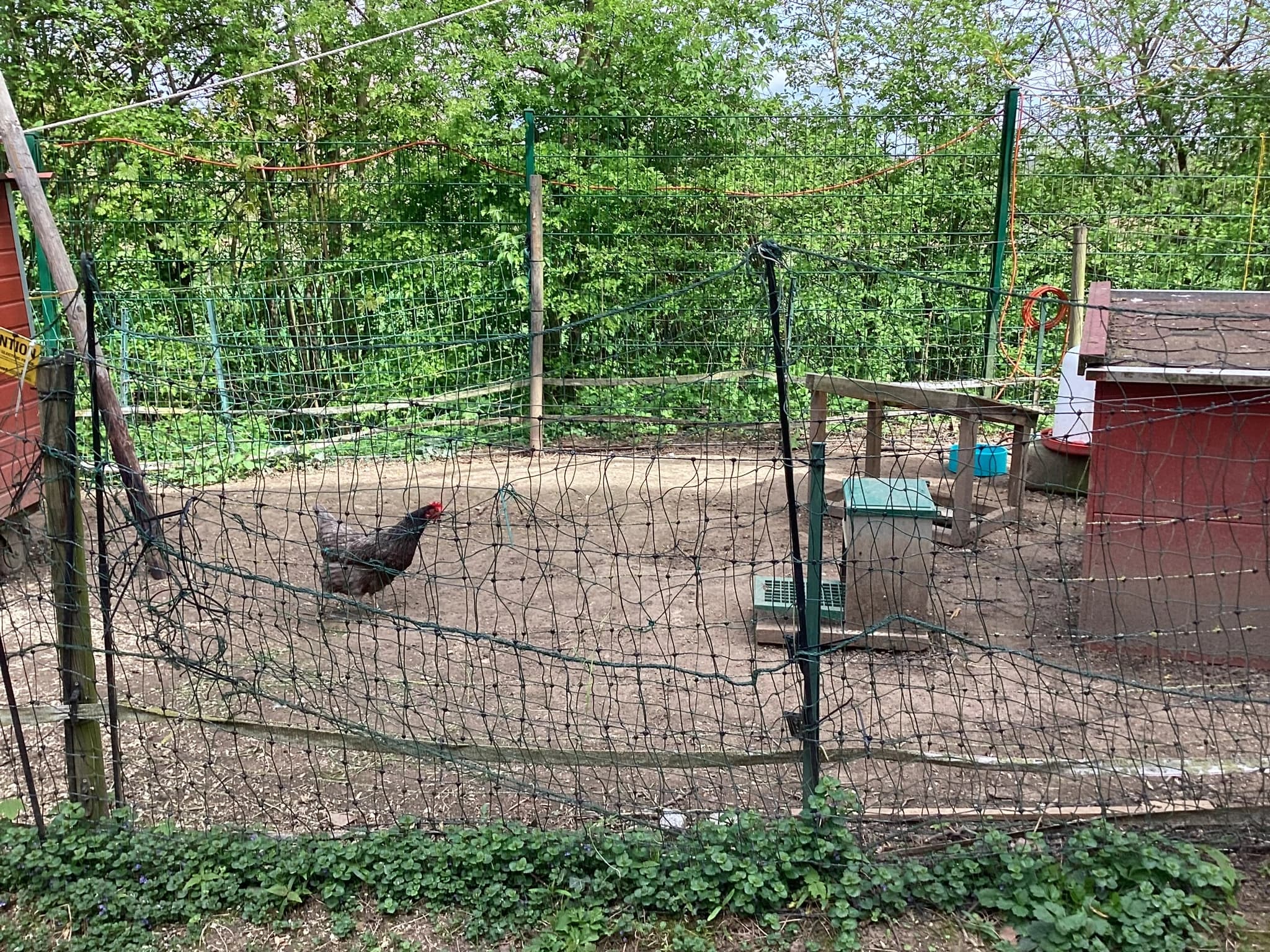 Bild des Hühnerstalls mit drei Hühnern