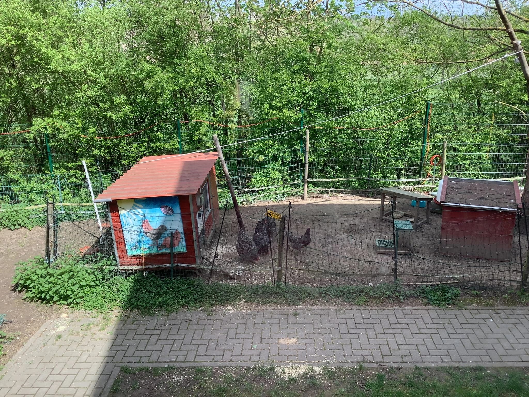 Bild des Hühnerstalls mit einem Huhn